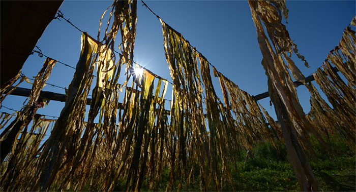 Picture 2 of Mexican company produces great shoes from seaweed and recycled plastic