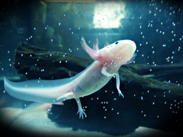 Picture 3 of Mexican salamanders: the broken leg grows, the heart breaks, but is still rescued but is about to become extinct