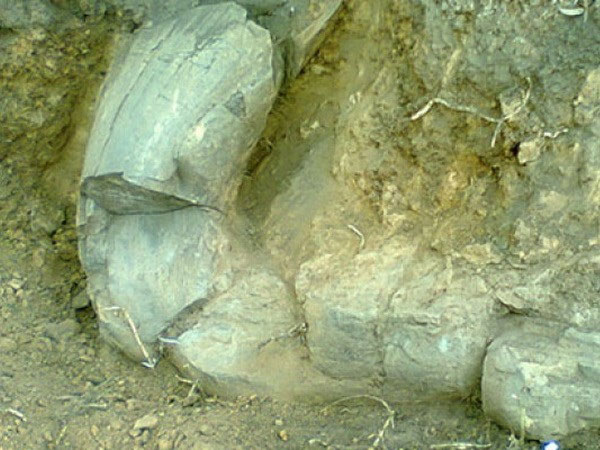 Picture 1 of Mexico discovered ivory 10,000 years before BC