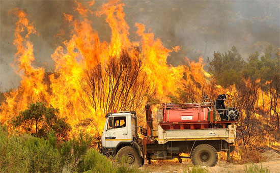 Picture 1 of Mexico promotes the protection of dry season forests