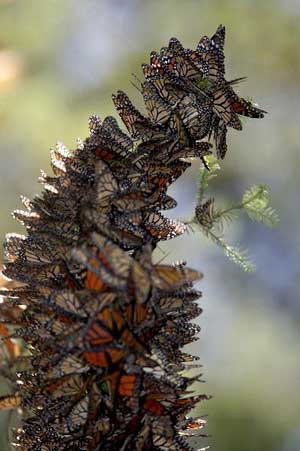 Picture 1 of Mexico: the number of monarchs doubled