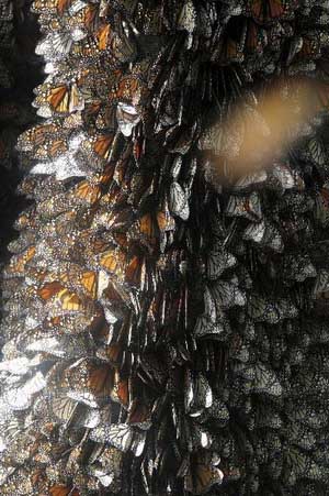 Picture 2 of Mexico: the number of monarchs doubled