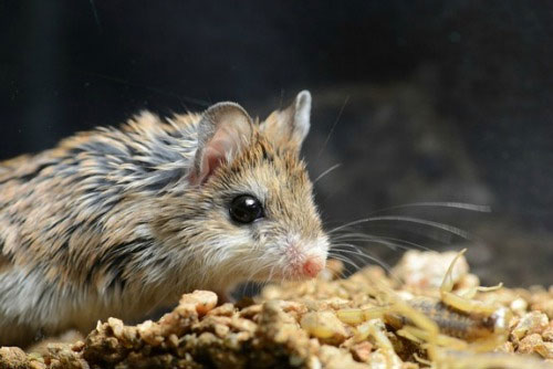 Picture 1 of Mice are immune to scorpion venom