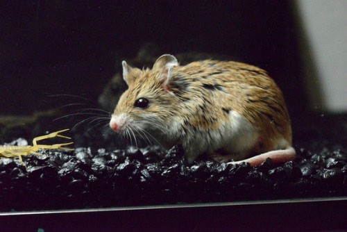 Picture 2 of Mice are immune to scorpion venom