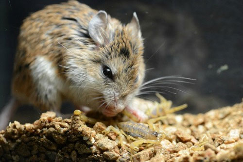 Picture 3 of Mice are immune to scorpion venom