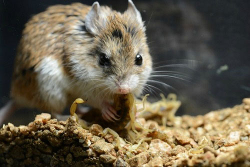 Picture 4 of Mice are immune to scorpion venom