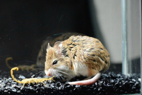 Picture 5 of Mice are immune to scorpion venom