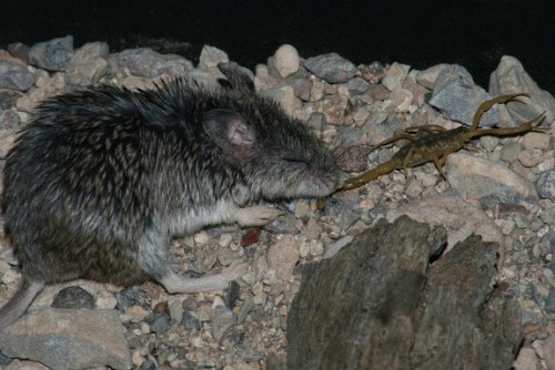 Picture 6 of Mice are immune to scorpion venom