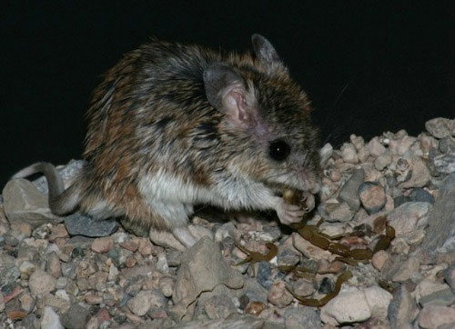 Picture 7 of Mice are immune to scorpion venom