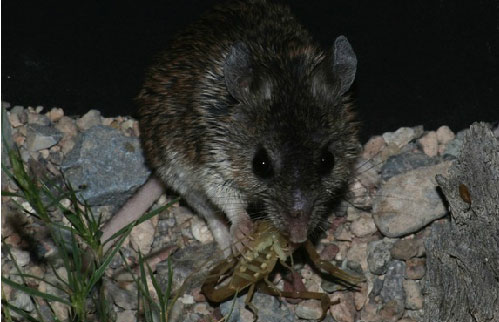 Picture 8 of Mice are immune to scorpion venom