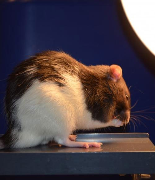 Picture 1 of Mice are stressed by longer days