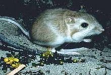 Picture 2 of Mice do not drink water