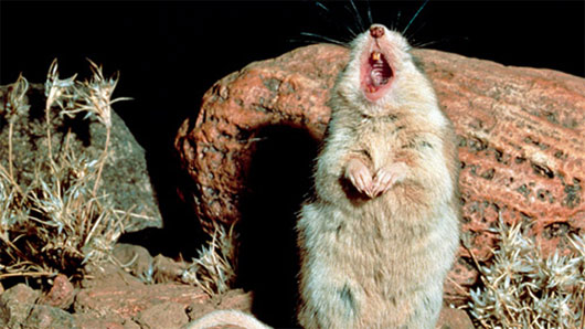 Picture 1 of Mice eat scorpions and howl in the moonlight