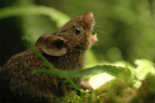 Picture 1 of Mice know to sing to mark the territory