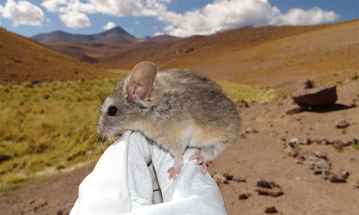 Picture 1 of Mice live on the top of a volcano nearly 7000m high