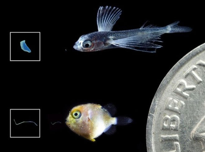 Picture 1 of Microplastics threaten the offspring and their food source
