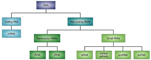 MicroRNA enhances cancer treatment images 1