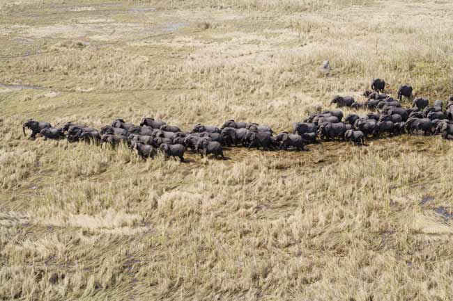 Picture 2 of Migration of large mammals is gradually disappearing