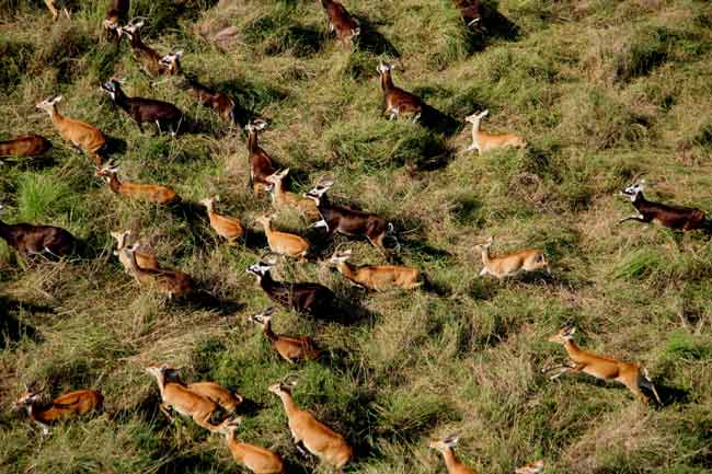 Picture 3 of Migration of large mammals is gradually disappearing