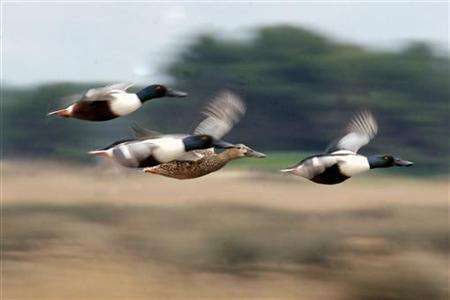 Picture 1 of Migratory birds can 'see' the earth's magnetic field