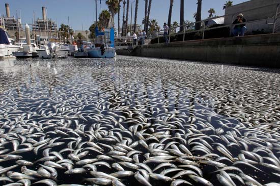 Picture 1 of Millions of fish die in the US harbor