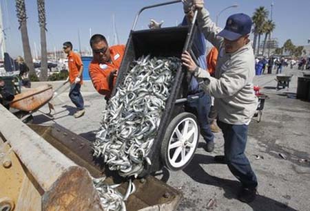 Picture 2 of Millions of fish die in the US harbor