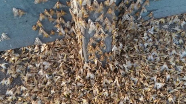 Picture 1 of Millions of moths surround the village in Australia