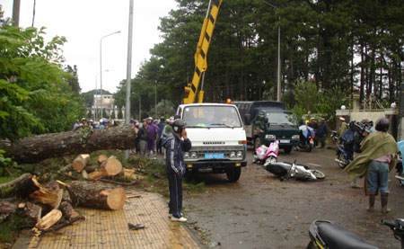 Picture 3 of Mind the storm in Quang Nam, Da Nang