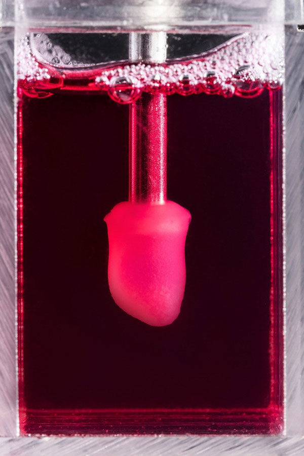 Picture 2 of Mini hearts are cultivated as trees in Hong Kong and the future of the pharmaceutical industry