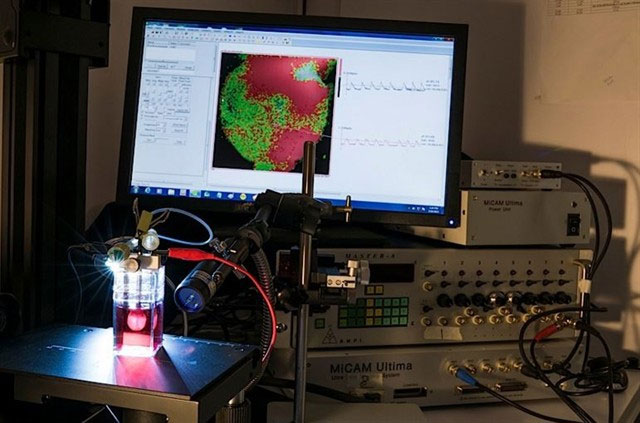 Picture 3 of Mini hearts are cultivated as trees in Hong Kong and the future of the pharmaceutical industry