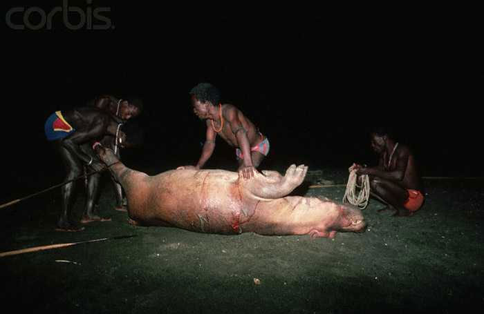 Picture 4 of Minorities, living as primitive, hunted hippos and crocodiles to eat meat