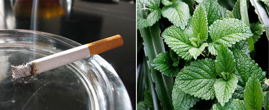 Picture 1 of Mint smokers are harder to quit