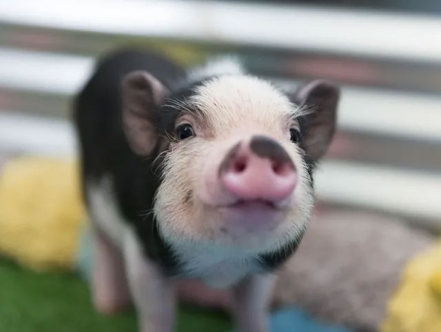 Picture 1 of Miracle: Dead 4-hour pig brain is revived