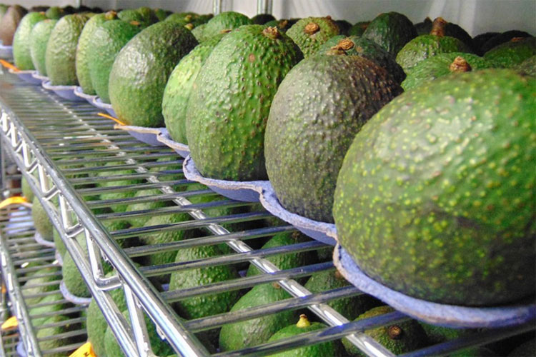 Picture 2 of Miraculous coating - spray on fruits and it will have 5 times longer shelf life