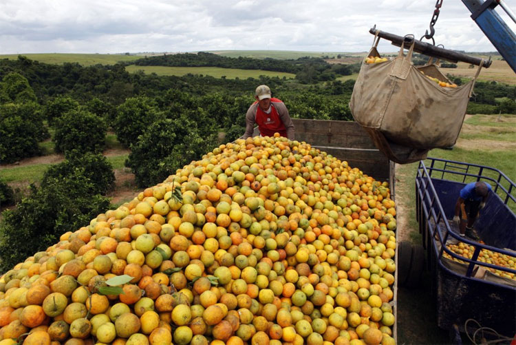 Picture 8 of Miraculous coating - spray on fruits and it will have 5 times longer shelf life