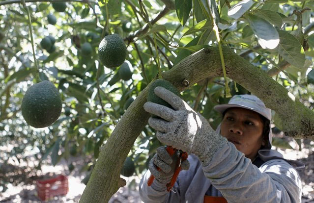 Picture 9 of Miraculous coating - spray on fruits and it will have 5 times longer shelf life