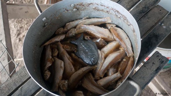 Picture 6 of Miraculous fish fever in Cambodia