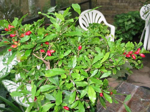 Picture 1 of Miraculous fruits turn sour into sweet