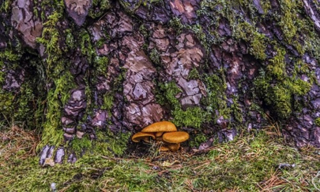 Picture 1 of Miraculous mushrooms help treat depression in humans