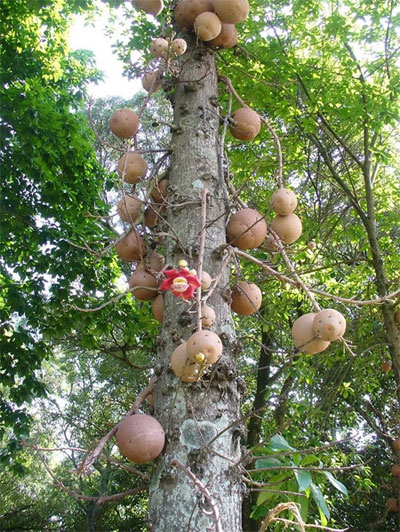 Picture 1 of Miraculous plants know