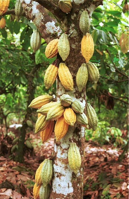 Picture 2 of Miraculous plants know