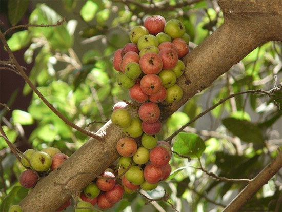 Picture 3 of Miraculous plants know