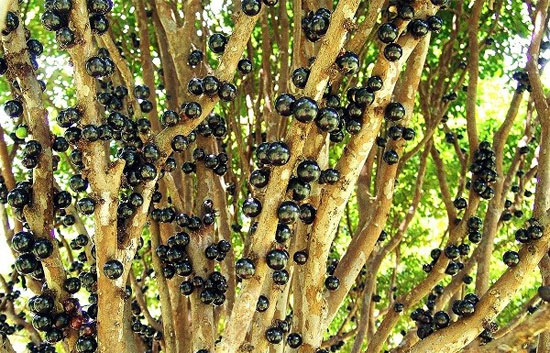 Picture 4 of Miraculous plants know