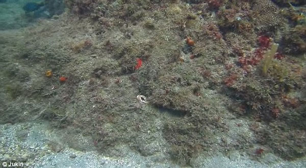 Picture 1 of Miraculous stealth of octopus in the Caribbean Sea
