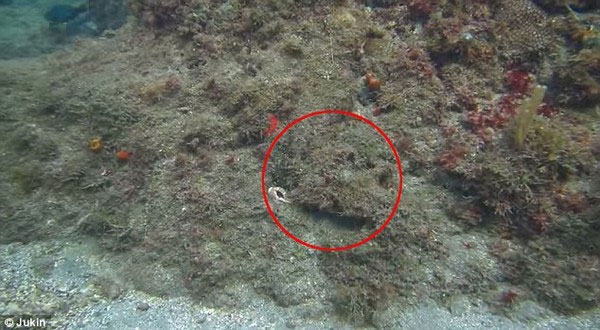Picture 2 of Miraculous stealth of octopus in the Caribbean Sea
