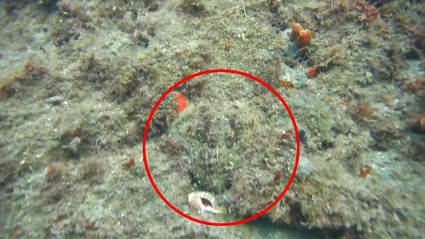 Picture 3 of Miraculous stealth of octopus in the Caribbean Sea