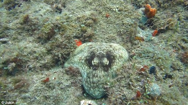 Picture 4 of Miraculous stealth of octopus in the Caribbean Sea