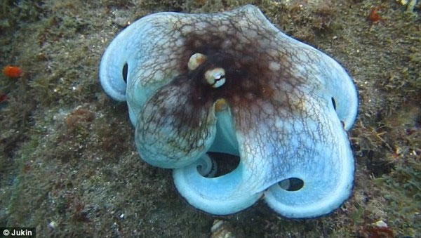 Picture 5 of Miraculous stealth of octopus in the Caribbean Sea