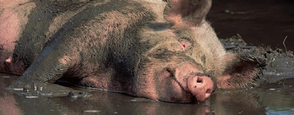 Picture 1 of Misunderstandings about pigs that people have