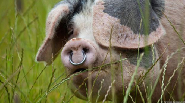 Picture 2 of Misunderstandings about pigs that people have